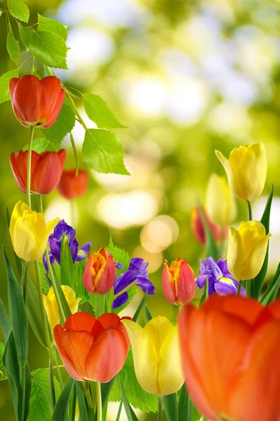 Квіти в саду на сонці крупним планом — стокове фото