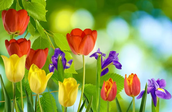 Красиві квіти в саду — стокове фото