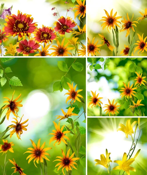 Mix of different  flowers in a park — Stock Photo, Image