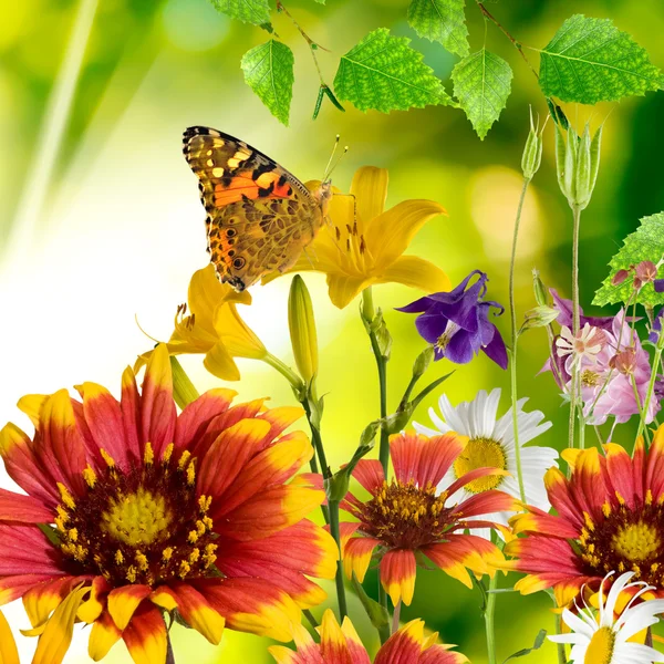 Butterfly and flowers — Stock Photo, Image