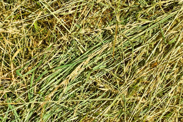 Nahaufnahme von trockenem Gras — Stockfoto