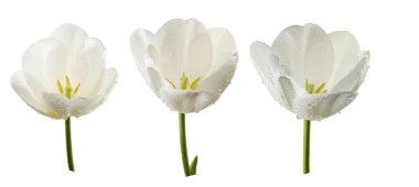 Damlacıklı üç beyaz çiçek birbirine yakın olarak düzenlenir. Her çiçeğin farklı yaprakları ve yeşil sapları vardır. Görüntü çiçeklerin tazeliğini vurguluyor..