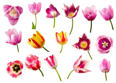 Çeşitli renkler ve şekillerle sergilenen farklı laleler baharda çiçeklerin güzelliğini gösterir. Her çiçek görsel zevk için eşsiz özellikler sunar..