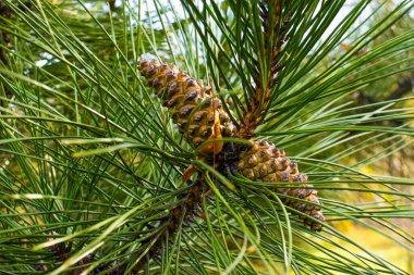 Çam kozalakları bir çam ağacının dalına bağlıdır. Ağaç yeşil iğnelerle çevrili. Bu sahne sonbahar mevsiminde ormandaki doğayı gösteriyor..