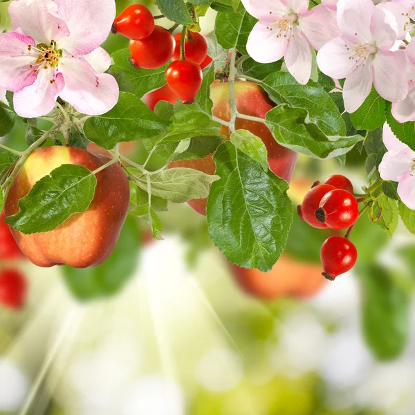 Beautiful image of ripe fruit in the garden close-up — Stock Photo, Image