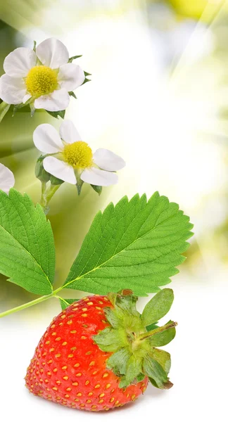 阳光背景单一草莓的形象 — 图库照片