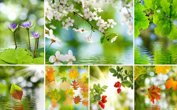 Different plants and flowers — Stock Photo, Image