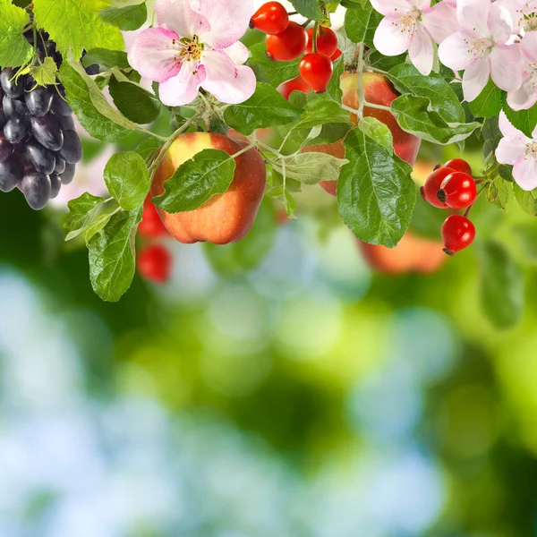 Εικόνα των φρούτων σε το closeup στον κήπο — Φωτογραφία Αρχείου