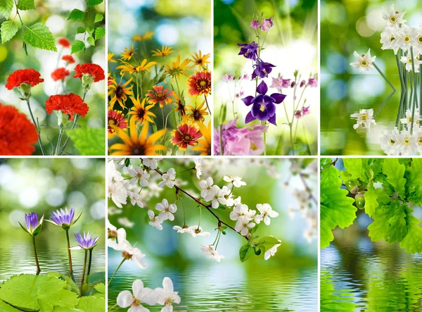 Obraz z roślin i kwiatów zbliżenie — Zdjęcie stockowe