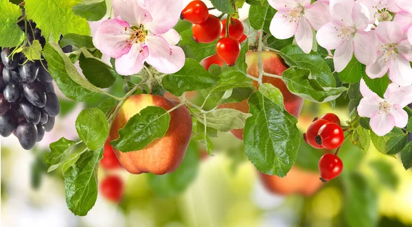 Bild von reifen Früchten im Garten aus nächster Nähe — Stockfoto