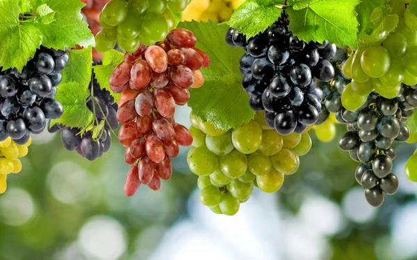 Afbeelding van rijpe druiven in de tuin close-up — Stockfoto