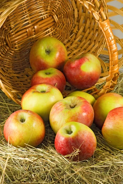 Image of ripe apples in inverted basket closeup — Stock Photo, Image