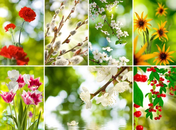 Mix of different photos of flowers in the garden closeup — Stock Photo, Image