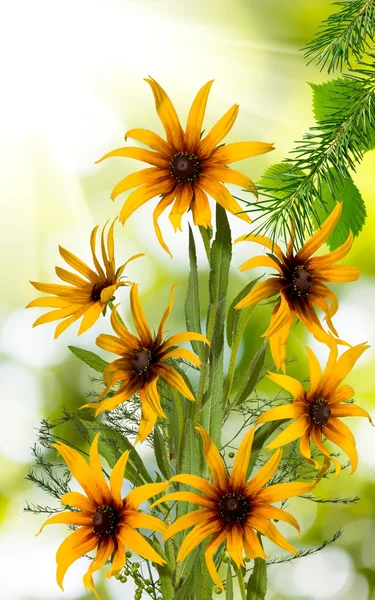 Image of beautiful flowers — Stock Photo, Image