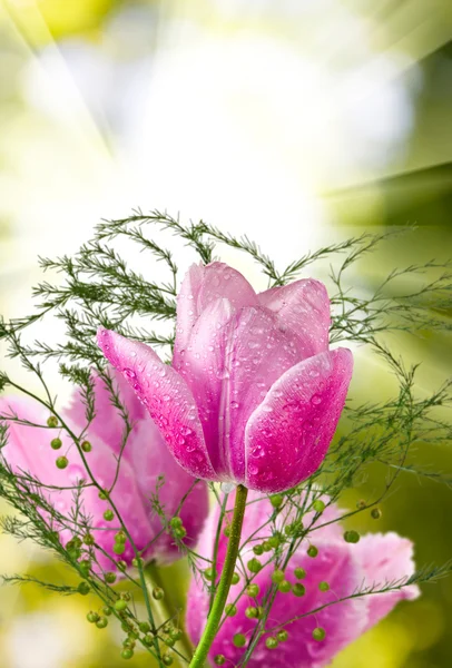 Beaucoup de belles tulipes dans le jardin gros plan — Photo