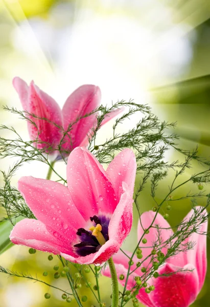 Muchos tulipanes hermosos en el primer plano del jardín —  Fotos de Stock
