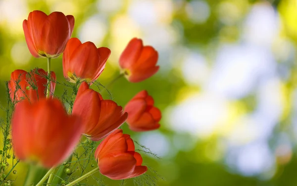 Viele schöne Tulpen im Garten Nahaufnahme — Stockfoto