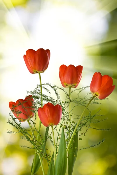Wiele pięknych tulipanów w ogrodzie — Zdjęcie stockowe