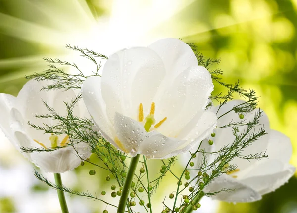 Bild der schönen Tulpen im Garten Nahaufnahme — Stockfoto