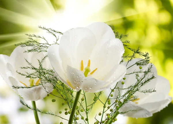 Image de belles tulipes dans le jardin gros plan — Photo