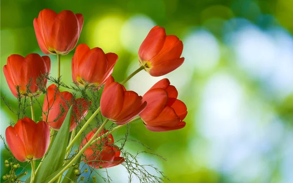 Muchos tulipanes hermosos en el primer plano del jardín —  Fotos de Stock