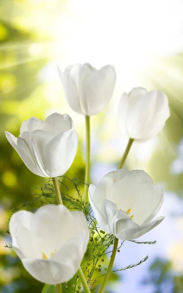 Muchos tulipanes hermosos en el primer plano del jardín —  Fotos de Stock