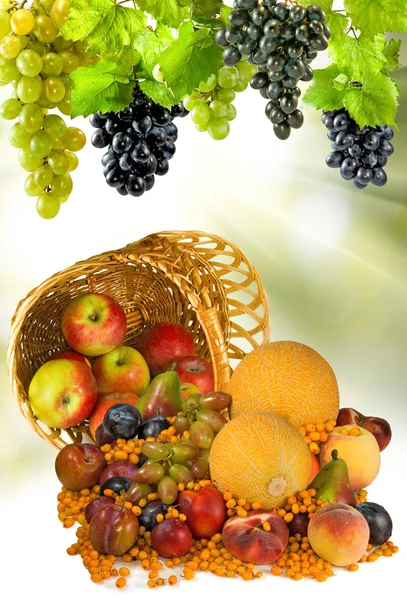 Wizerunek różnych dojrzałych owoców w koszu — Zdjęcie stockowe