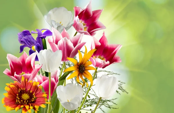 Зображення красивих квітів на фоні сонця крупним планом — стокове фото