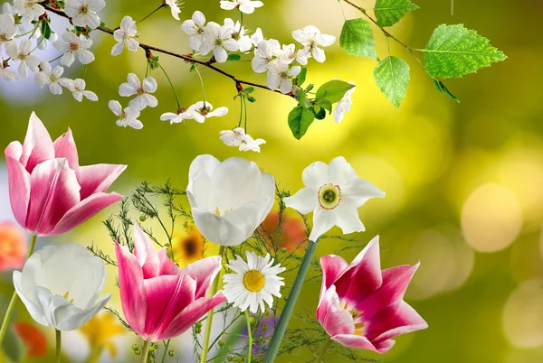 image of flowers against the sun close-up