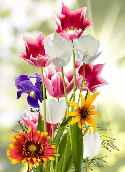 Imagen de hermosas flores contra el sol —  Fotos de Stock