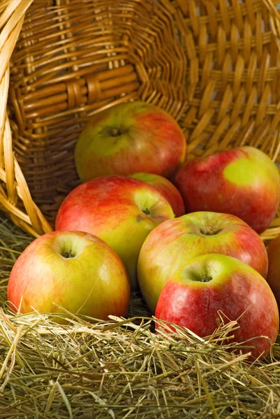 Image of  ripe apples in a basket close up — Stock Photo, Image