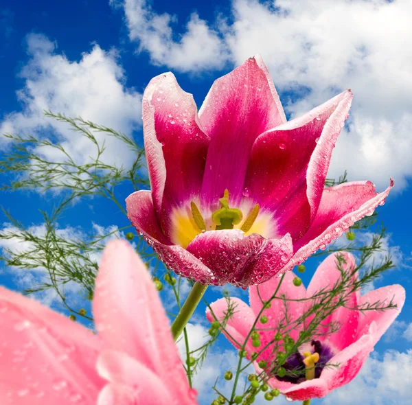 Obrázek krásné tulipány v zahradní detail — Stock fotografie