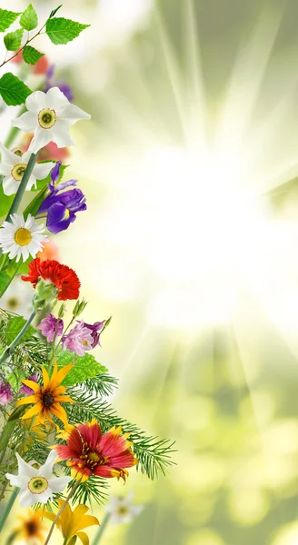 Rosen vor dem Rauchhintergrund — Stockfoto