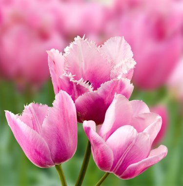 Gül duman arka planı