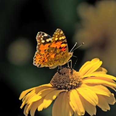 Çiçek üzerindeki bir kelebek.