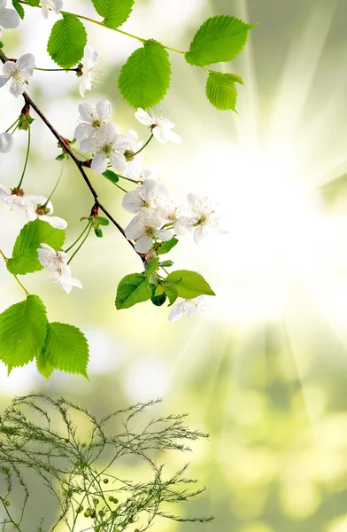 Rosen vor dem Rauchhintergrund — Stockfoto