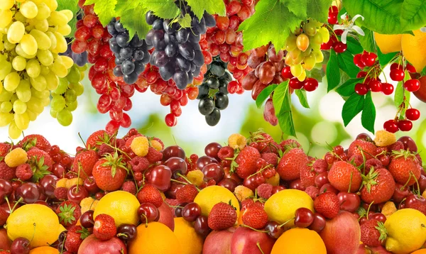 Viele reife Beeren und Früchte — Stockfoto