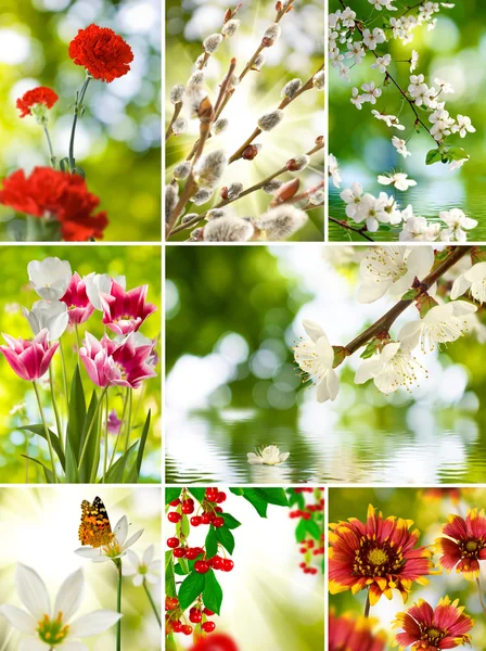 Different photos of flowers closeup — Stock Photo, Image