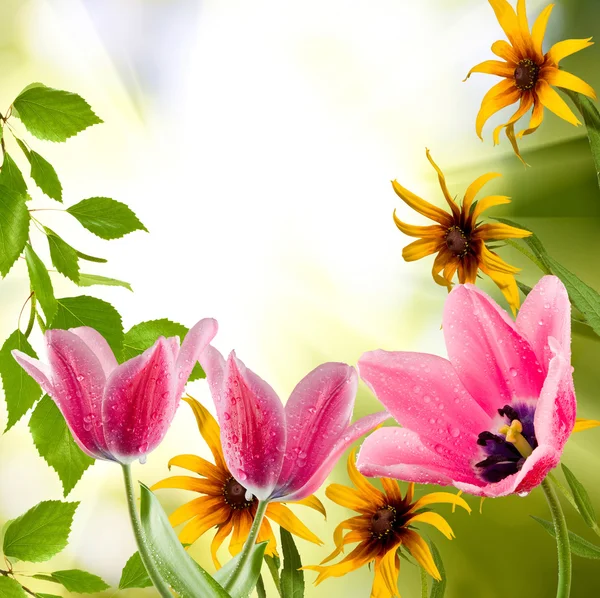 Verschiedene Blumen im Park — Stockfoto