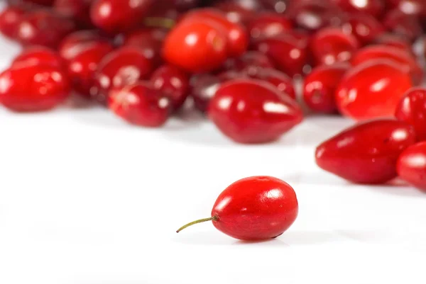 Ripe dogwood on a white background — Stock Photo, Image