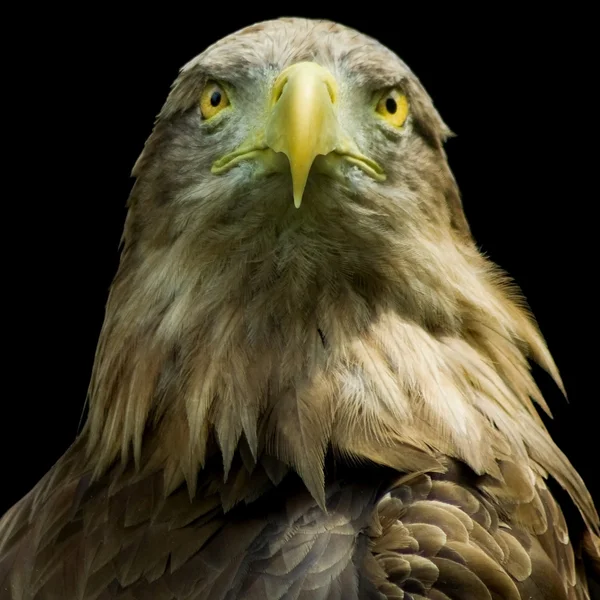Eagle on a black background closeup — Stock Photo, Image