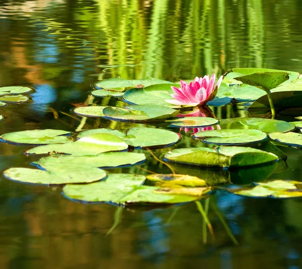 Image of a lotus flower on the water against  the sun background — Stock Photo, Image