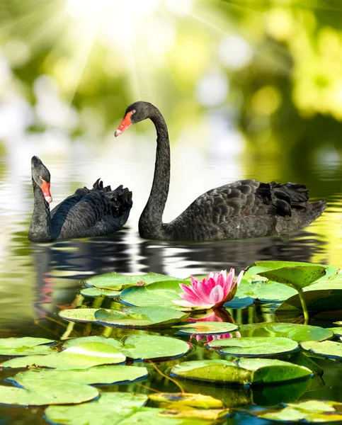 Imagem de dois cisnes negros no parque close-up — Fotografia de Stock