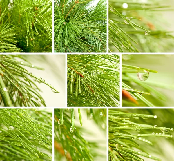 Isolated image of spruce branches with drops — Stock Photo, Image