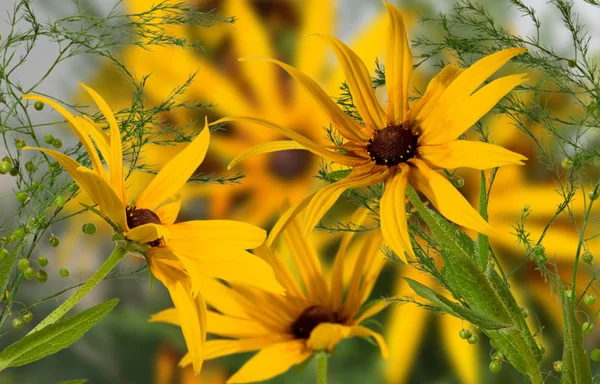 Hermosas flores en el jardín sobre un fondo verde primer plano — Foto de Stock