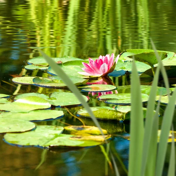 水のクローズ アップに蓮の花の画像 — ストック写真