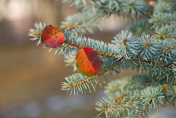 Imagen de las hojas de otoño en las ramas de abeto primer plano — Foto de Stock