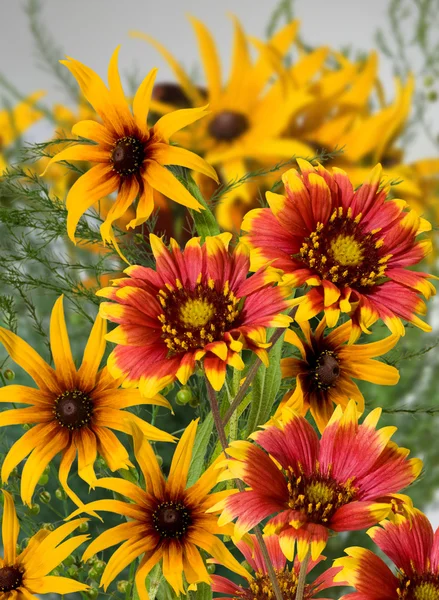 Hermosas flores en el jardín sobre un fondo verde primer plano — Foto de Stock