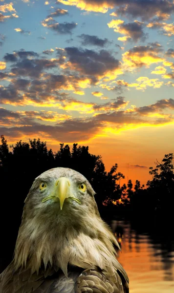 Image of eagle against the sunset closeup — Stock Photo, Image