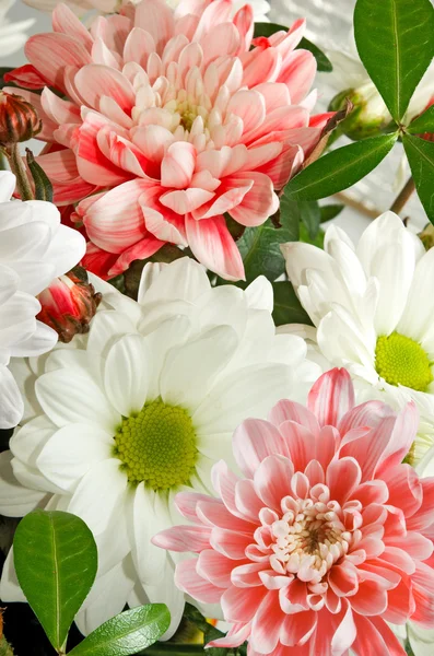 Imagem de belas flores close-up — Fotografia de Stock